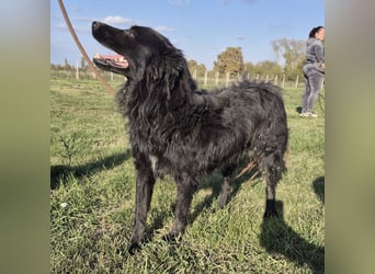 Roxie eine wundervolle Seele