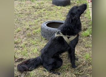 Moon ein sehr lieber Rüde