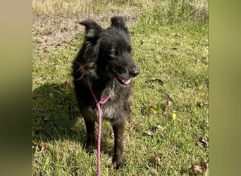 Lizzy braucht ein einfühlsames Zuhause