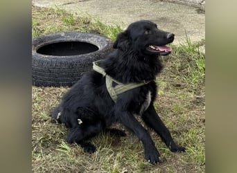 Moon ein sehr lieber Rüde