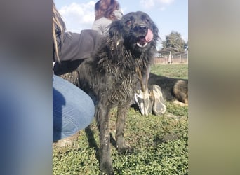 Roxie eine wundervolle Seele