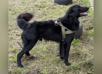 Moon ein sehr lieber Rüde