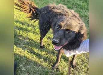 Roxie eine wundervolle Seele