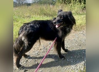 Lizzy braucht ein einfühlsames Zuhause