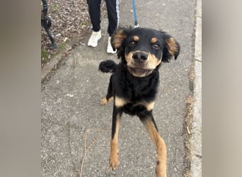 Pero ein freundlicher der Dich zum Lachen bringt