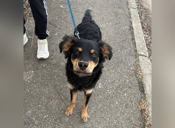 Pero ein freundlicher der Dich zum Lachen bringt