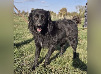 Roxie eine wundervolle Seele