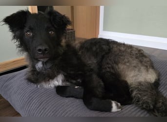 Laroche - dein neuer bester Hundekumpel (32051 Herford)