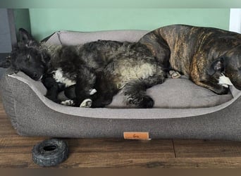 Laroche - dein neuer bester Hundekumpel (32051 Herford)