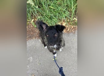 Laroche - dein neuer bester Hundekumpel (32051 Herford)
