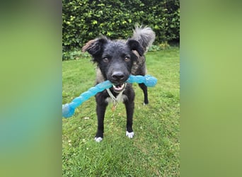 Laroche - dein neuer bester Hundekumpel (32051 Herford)