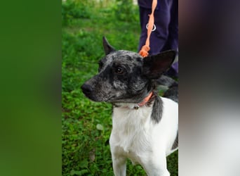 Sarolta Va– möchte endlich auch ein schönes Zuhause