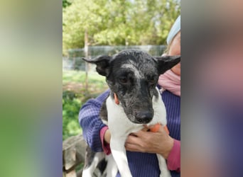 Sarolta Va– möchte endlich auch ein schönes Zuhause