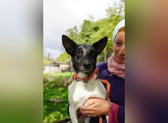 Sarolta Va– möchte endlich auch ein schönes Zuhause