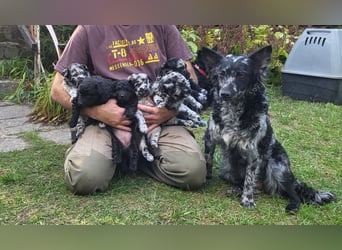Mudi Welpen, Allrounder Familienhunde von Züchter, mit Ahnentafel