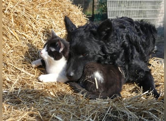 Mudi Welpen, Allrounder Familienhunde von Züchter, mit Ahnentafel