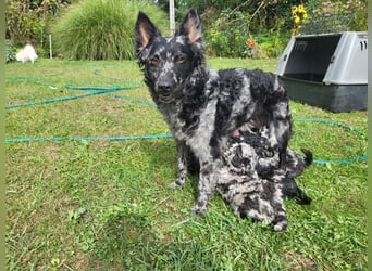 Mudi Welpen, Allrounder Familienhunde von Züchter, mit Ahnentafel