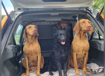 Mudi Welpen, Allrounder Familienhunde von Züchter, mit Ahnentafel