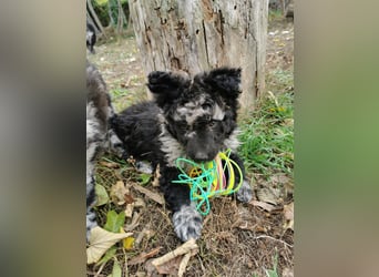 Mudi Welpen, Allrounder Familienhunde von Züchter, mit Ahnentafel