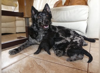 Mudi Welpen, Allrounder Familienhunde von Züchter, mit Ahnentafel