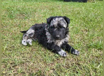 Mudi Welpen, Allrounder Familienhunde von Züchter, mit Ahnentafel