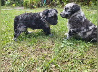 Mudi Welpen, Allrounder Familienhunde von Züchter, mit Ahnentafel