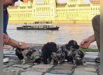 Mudi Welpen, Allrounder Familienhunde von Züchter, mit Ahnentafel