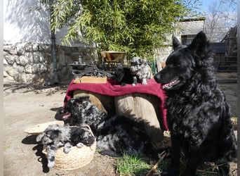 Mudi Welpen, Allrounder Familienhunde von Züchter, mit Ahnentafel