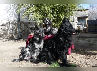 Mudi Welpen, Allrounder Familienhunde von Züchter, mit Ahnentafel