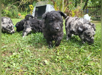 Mudi Welpen, Allrounder Familienhunde von Züchter, mit Ahnentafel