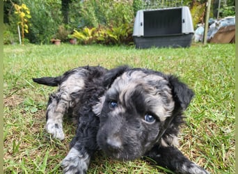 Mudi Welpen, Allrounder Familienhunde von Züchter, mit Ahnentafel