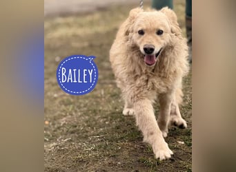 Bailey ein blonder Engel