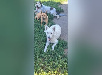 Schöner Felhö ( * 09 / 2022 ) sucht seine Familie