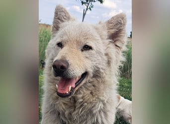 Schöner Felhö ( * 09 / 2022 ) sucht seine Familie