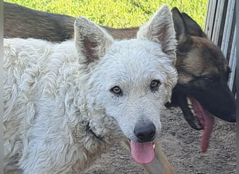 Schöner Felhö ( * 09 / 2022 ) sucht seine Familie