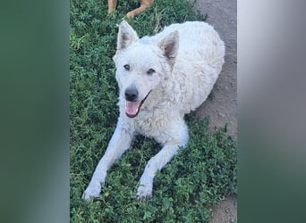 Schöner Felhö ( * 09 / 2022 ) sucht seine Familie