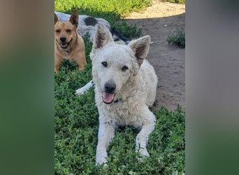 Schöner Felhö ( * 09 / 2022 ) sucht seine Familie