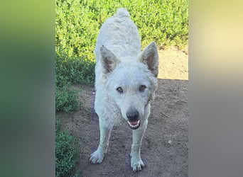 Schöner Felhö ( * 09 / 2022 ) sucht seine Familie