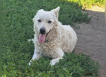 Schöner Felhö ( * 09 / 2022 ) sucht seine Familie