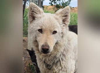 Schöner Felhö ( * 09 / 2022 ) sucht seine Familie