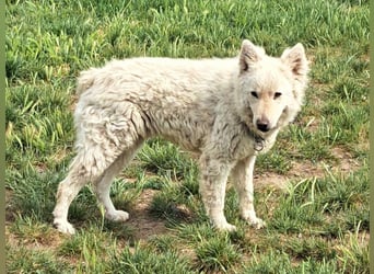 Schöner Felhö ( * 09 / 2022 ) sucht seine Familie