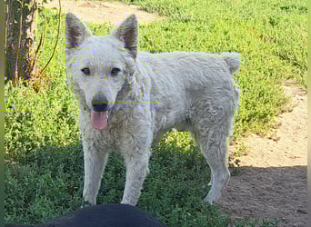 Schöner Felhö ( * 09 / 2022 ) sucht seine Familie