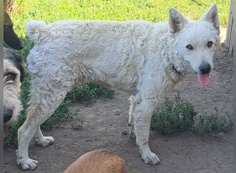Schöner Felhö ( * 09 / 2022 ) sucht seine Familie
