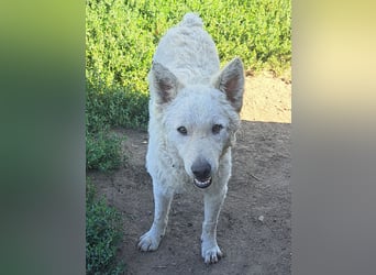 Schöner Felhö ( * 09 / 2022 ) sucht seine Familie