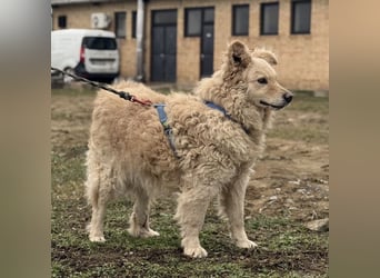 Bailey ein blonder Engel