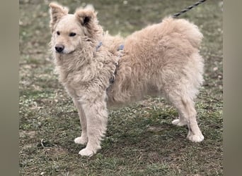 Bailey ein blonder Engel