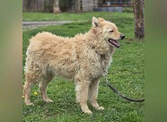 Milky ein sehr loyaler und intelligenter Hund