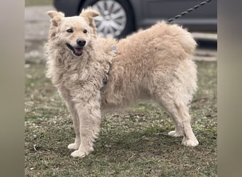 Bailey ein blonder Engel