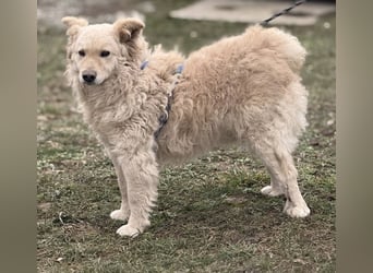 Bailey ein blonder Engel