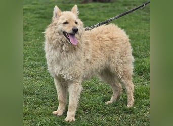 Milky ein sehr loyaler und intelligenter Hund